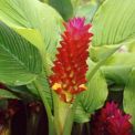 Curcumma Red Torch